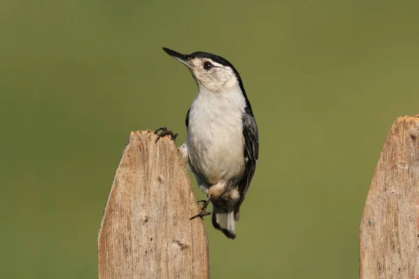 Núcleo Pechos Blancos Sitta Carolinensis Una Valla Con Fondo Verde — Foto de Stock