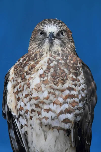 Falco Alato Largo Buteo Platypterus Arroccato Con Sfondo Blu — Foto Stock