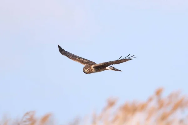 Genç Kuzey Harrier Sirk Siyaneusu Bir Tarlada Uçuyor — Stok fotoğraf