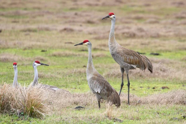 Sandhill Crane Grus Canadensis Sunrise Florida — Stock Photo, Image