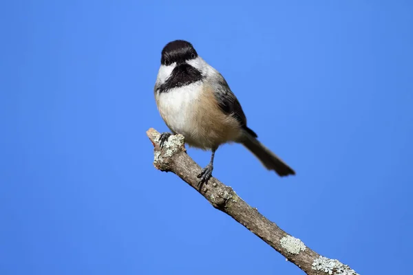 Schwarzmütze Poecile Atricapilla Auf Einem Mit Moos Und Flechten Bedeckten — Stockfoto