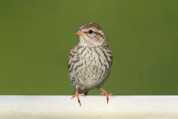 Jonge Chipping Sparrow Spizella Passerina Een Tak Zomer — Stockfoto