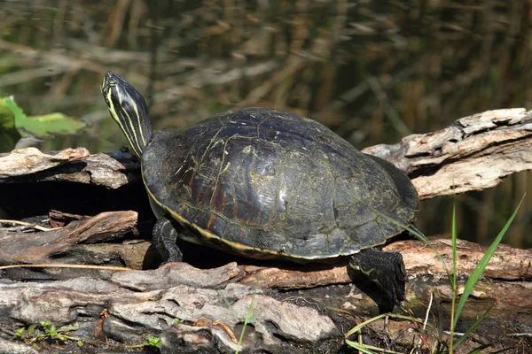 Florida Red Bellied Cooter Pseudemys Chrysemys Nelsoni Florida Everglades — стоковое фото