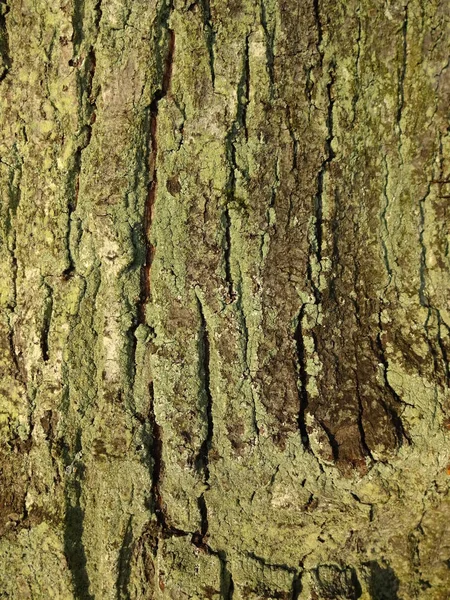 Casca Árvore Natureza Madeira Texturizada — Fotografia de Stock