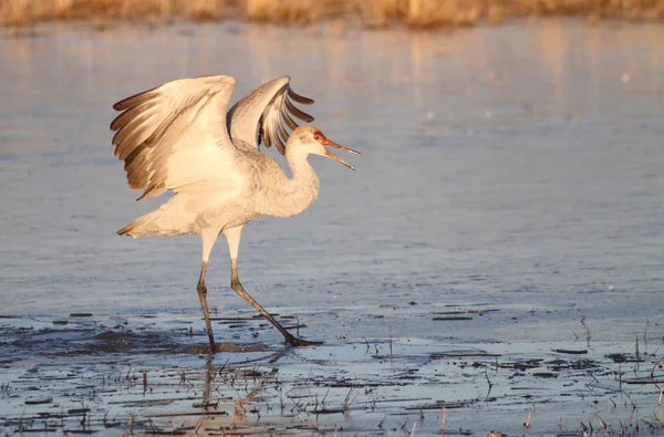 Sandhill Crane Grus Canadensis Sunrise Bosque Del Apache New Mexico — Stock Photo, Image