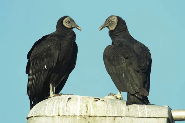 Pareja Buitres Negros Coragyps Atratus Con Fondo Cielo Azul — Foto de Stock