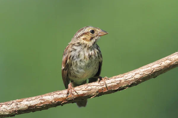 Juvenile Chipping Sparrow Spizella Passerina Υποκατάστημα Καλοκαίρι — Φωτογραφία Αρχείου