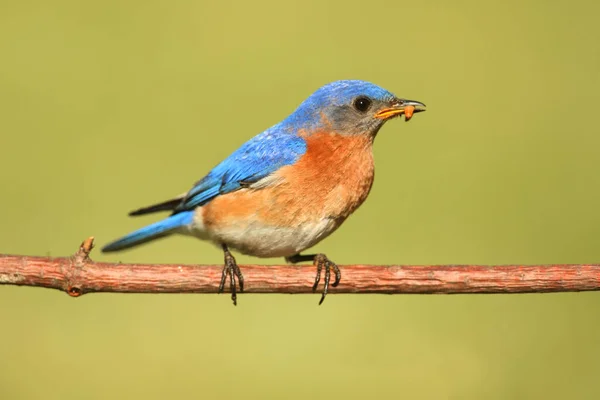 Bluebird Oriental Masculino Sialia Sialis Ramo Com Verme Fundo Verde — Fotografia de Stock