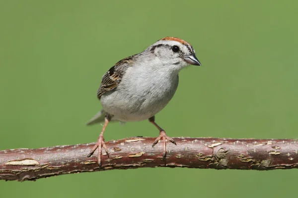 Chipping Sparrow Spizella Passerina Een Tak Met Een Groene Achtergrond — Stockfoto