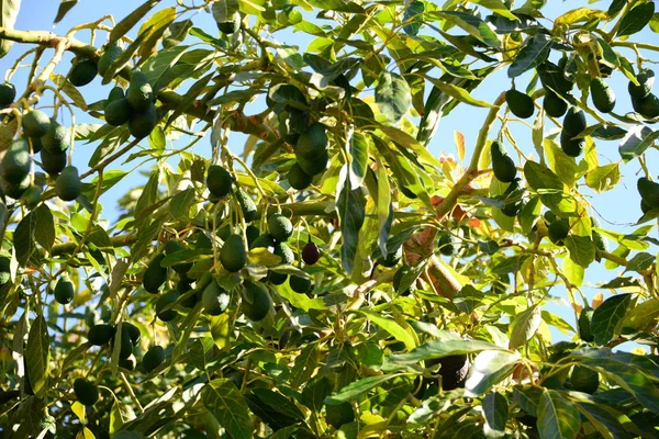 Avocados Auf Baum Grünen Blättern Flora Und Laub — Stockfoto