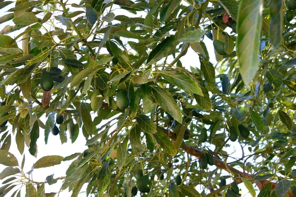 Abacates Árvore Folhas Verdes Flora Folhagem — Fotografia de Stock