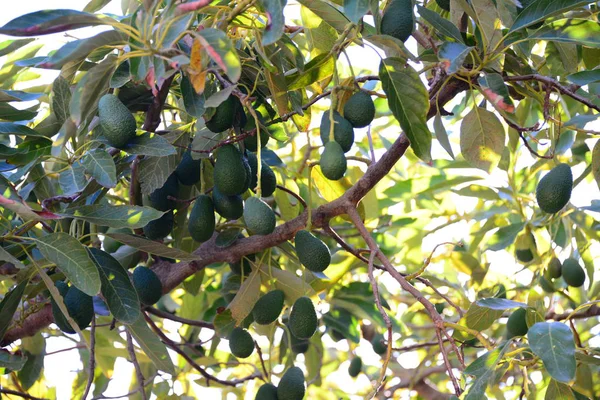 Avocados Auf Baum Grünen Blättern Flora Und Laub — Stockfoto