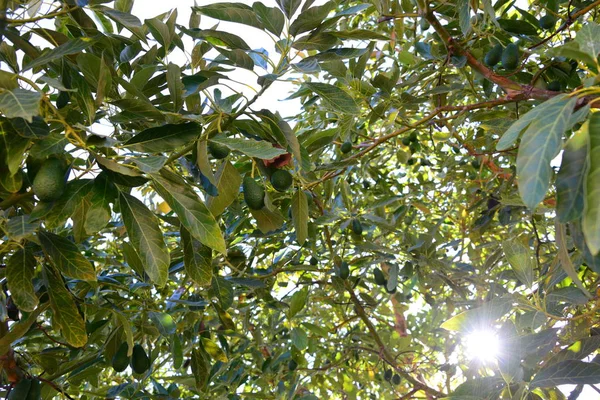 Αβοκάντο Δέντρο Πράσινα Φύλλα Χλωρίδα Και Φύλλωμα — Φωτογραφία Αρχείου