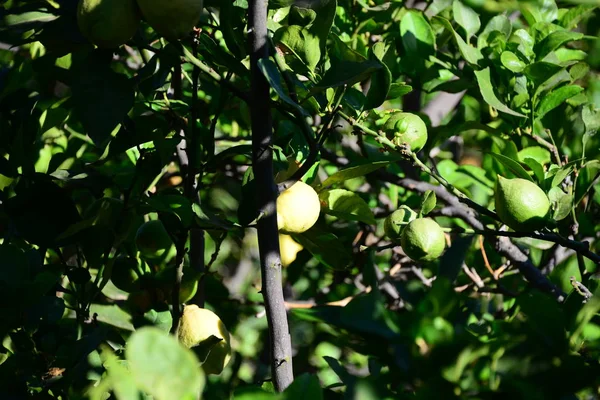 レモンの木 スペイン — ストック写真