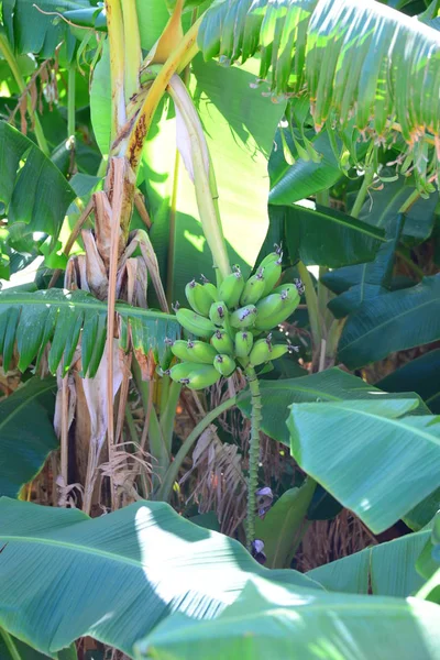 Bananier Dans Jardin Feuilles Plantes Fruits — Photo
