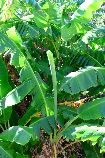 Bananenboom Tuin Plantenbladeren Vruchten — Stockfoto