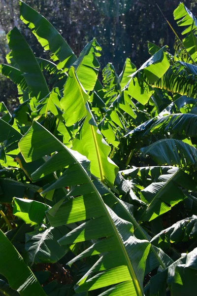 Plátano Árbol Frutal Hojas Verdes —  Fotos de Stock