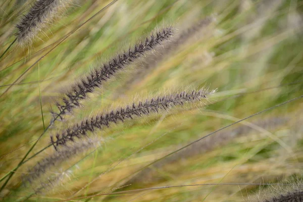 Seagrass Flora Foliage Nature — стоковое фото