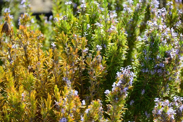 Grüner Rosmarin Kräuterpflanze Flora — Stockfoto