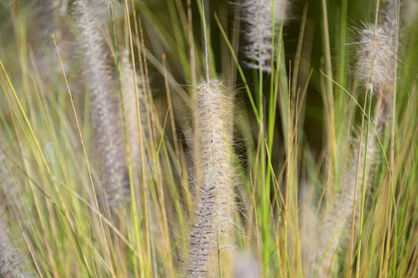 Pastos Marinos Flora Follaje Naturaleza — Foto de Stock