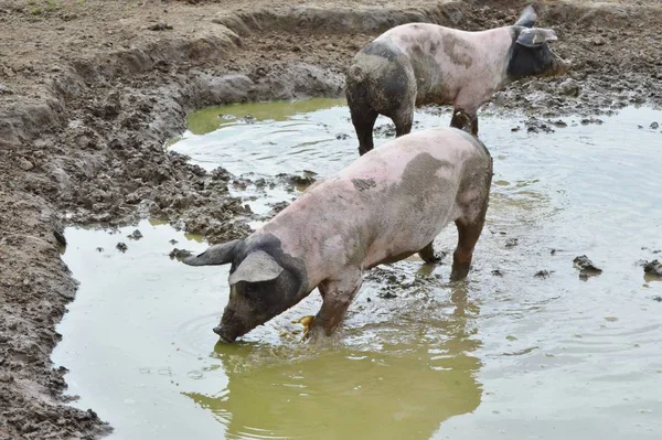 Ganado Doméstico Pastos Agrícolas —  Fotos de Stock