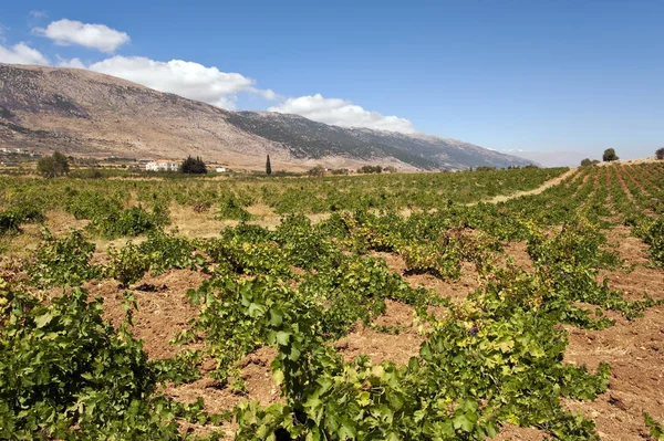 Lübnan Şarap Üretiminin Dünyadaki Eski Bölgelerinden Biridir — Stok fotoğraf