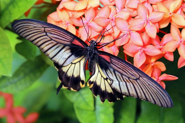 Great Mormon Papilio Memnon Stock Image