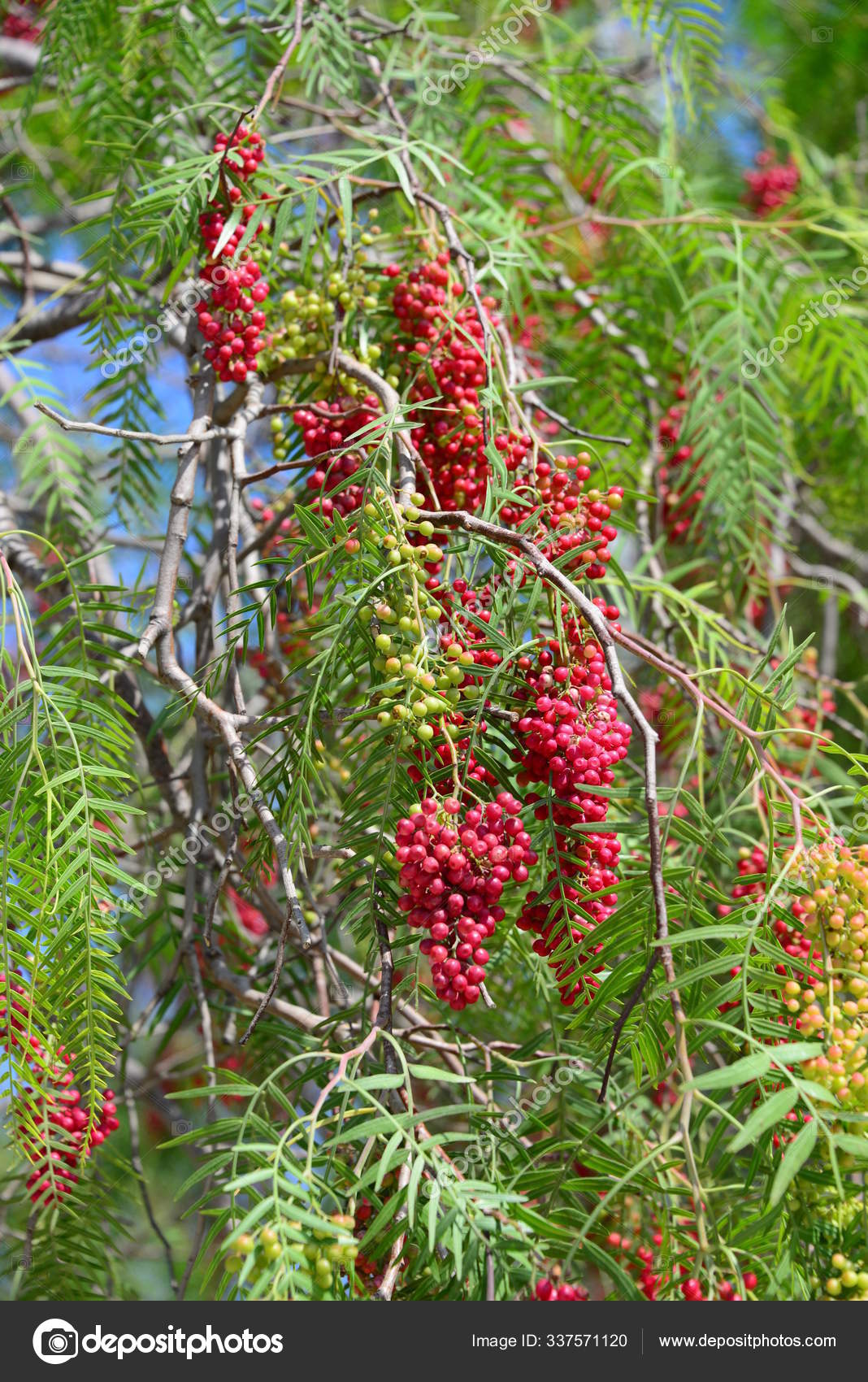 Red Pepper Tree Spain — Stock Photo © PantherMediaSeller 337571120