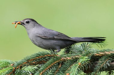 Gray Catbird (Dumetella carolinensis) on a perch with a green background clipart