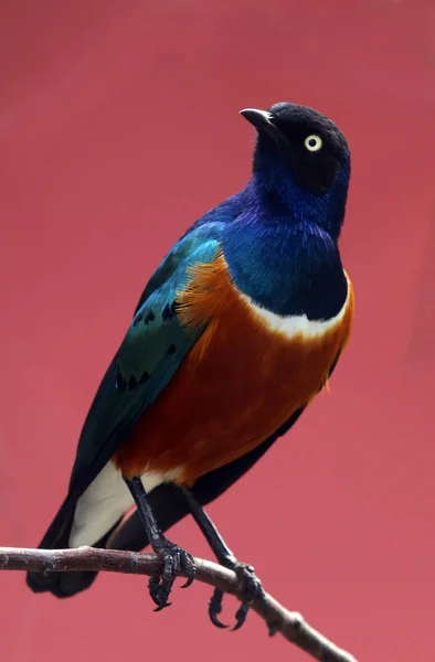 Tri Color Brilho Estrela Lamprotornis Superbus — Fotografia de Stock