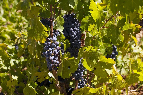 Uvas Que Crescem Vinha — Fotografia de Stock