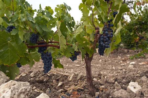 Uvas Que Crescem Vinha — Fotografia de Stock