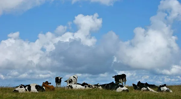 Vacas Paisagem Natural Foco Seletivo — Fotografia de Stock