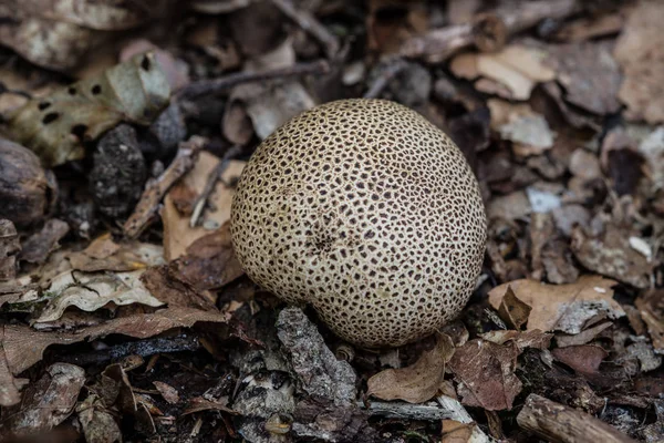 Pilz Auf Waldboden — Stockfoto