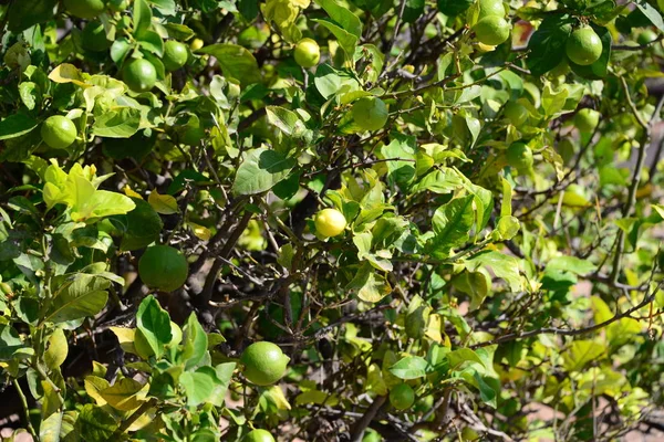 Limoni Gialli Albero Flora Foglie — Foto Stock