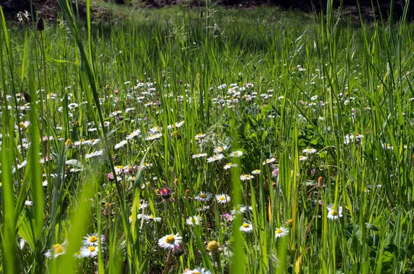Łąka Jest Otwartym Siedliskiem Lub Polem Roślinnością Uprawianą Przez Trawę — Zdjęcie stockowe