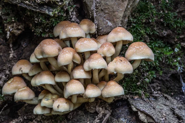 Culture Champignons Dans Forêt Fond Nature — Photo