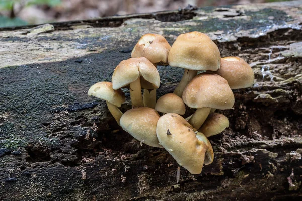 Hongos Madera Muerta —  Fotos de Stock