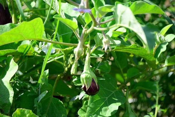 Aubergine Pertumbuhan Kebun Tumbuh Sayuran — Stok Foto