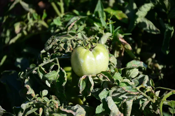 Tomaten Het Veld Spanje — Stockfoto