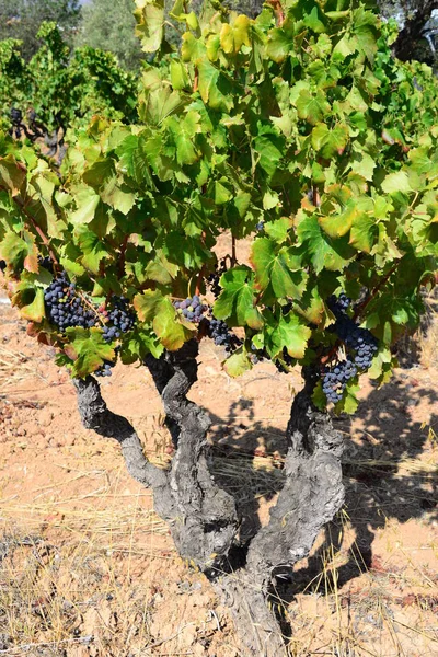 成捆的葡萄 农业葡萄 — 图库照片