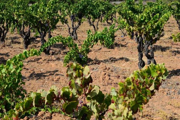 Wijnstok Groene Bladeren Aan Boom — Stockfoto