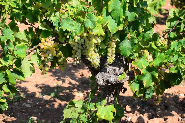 Vines Costa Blanca Spain — Stock Photo, Image