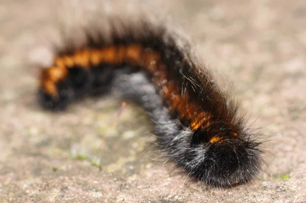 Insecto Oruga Gusano Pequeño —  Fotos de Stock