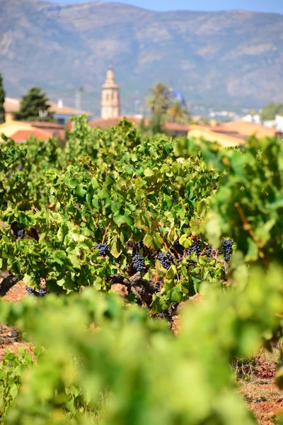 Coltivatori Prodotti Agricoli Agrarpodukt Vite Vite — Foto Stock