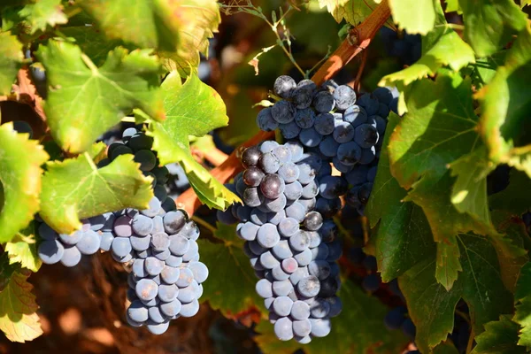 Trossen Druiven Wijnstokken Landbouw — Stockfoto