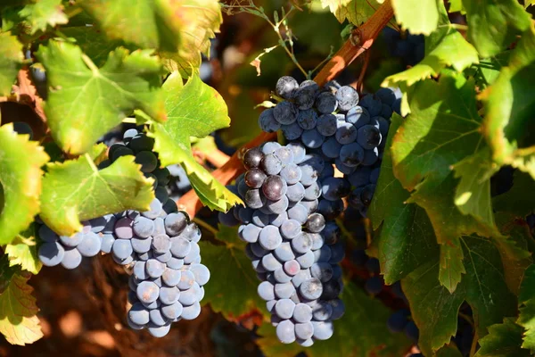 Cachos Uvas Vinha Agrícola — Fotografia de Stock