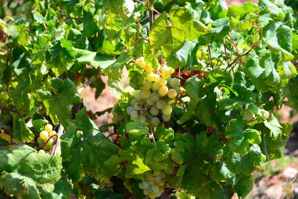 Cachos Uvas Videiras Agrícolas Uvas — Fotografia de Stock