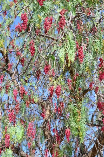 Baum Mit Ästen Und Blättern Flora Und Laub — Stockfoto