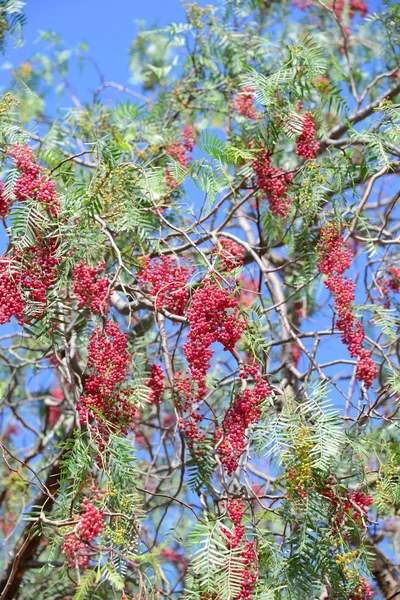 Pimiento Árbol Rojo España — Foto de Stock